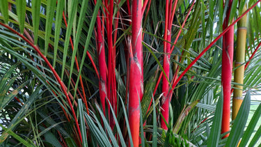 10 Red LIPSTICK PALM Sealing Wax Palm Cyrtostachys Renda Tree Houseplant Seeds